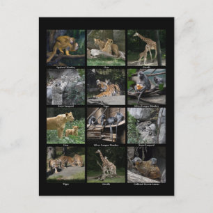 Carte postale pour bébé animal