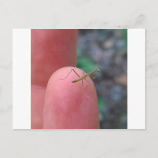 Carte postale pour bébé Prière Mantis