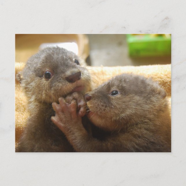 Carte postale pour bébés petits loutre (Devant)