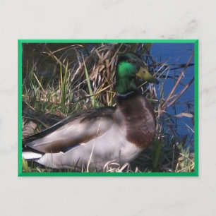 Carte postale pour canard à mâle Mallard #2