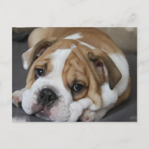 Carte postale pour chien de garde