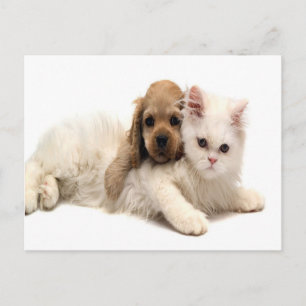 carte postale pour chien et chat mignon