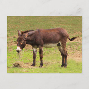 Carte postale pour déjeuner à l'âne