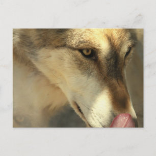 Carte postale pour déjeuner de loup