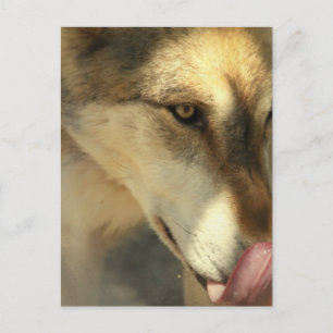 Carte postale pour déjeuner de loup
