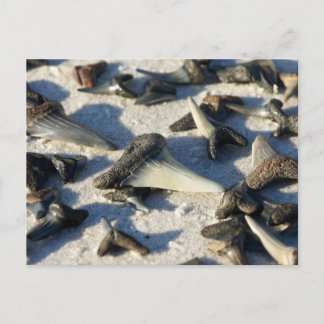 Carte postale pour dents de requin