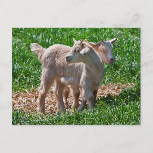 Carte postale pour enfants de chèvre pygmée