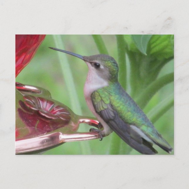 Carte postale pour l'alimentation des colibris (Devant)