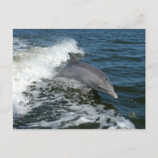 Carte Postale Pour l'amour des dauphins