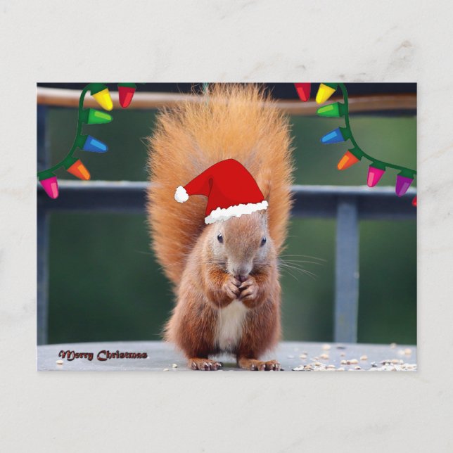 Carte postale pour manger des écureuils de Noël (Devant)