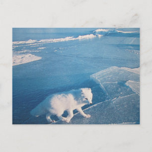 Carte postale pour renard polaire