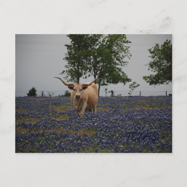 Carte Postale Pourcentage du Texas (Devant)