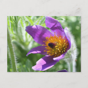 Carte postale pourpre de photo de fleur de Pasque