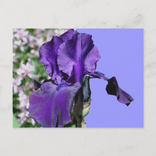 Carte postale pourpre de photo de fleur d'iris