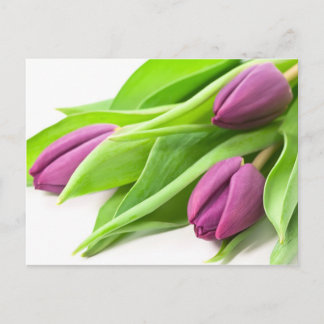 Carte postale pourpre de tulipes