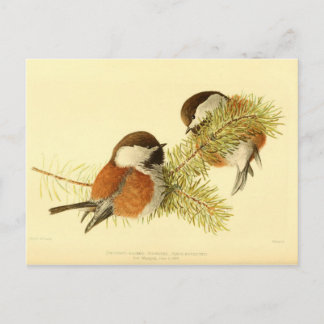 Carte Postale Poussés