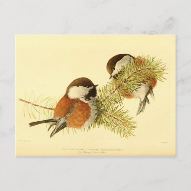 Carte Postale Poussés (Devant)