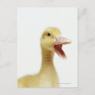 Carte Postale Poussette de canard de Pékin, tir à la tête