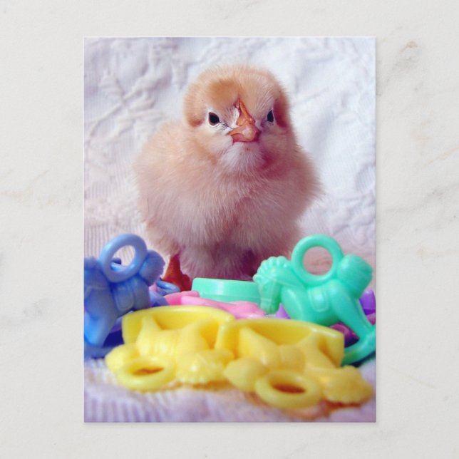 Carte Postale Poussin (Devant)
