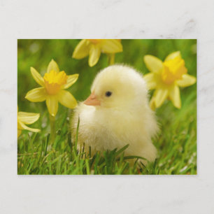 Carte Postale poussin de bébé dans les jonquilles