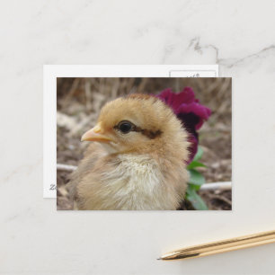Carte Postale Poussin et fleur de pensée