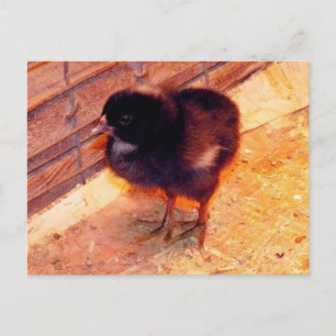 Carte postale Poussin Nouveau-Né (2)