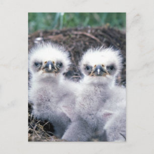 Carte Postale Poussins d'aigle à tête blanche