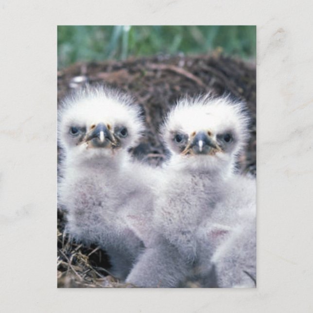 Carte Postale Poussins d'aigle à tête blanche (Devant)