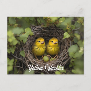 Carte Postale Poussins de Paruline Jaune dans le nid
