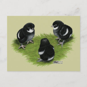 Carte Postale Poussins Marans Noir Cuivré