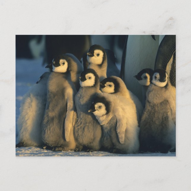Carte Postale Poussins Penguin Empereur en crèche, Apténodytes (Devant)