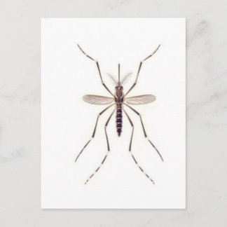 Carte Postale POUVOIR moustique
