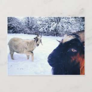 Carte postale Power chèvre