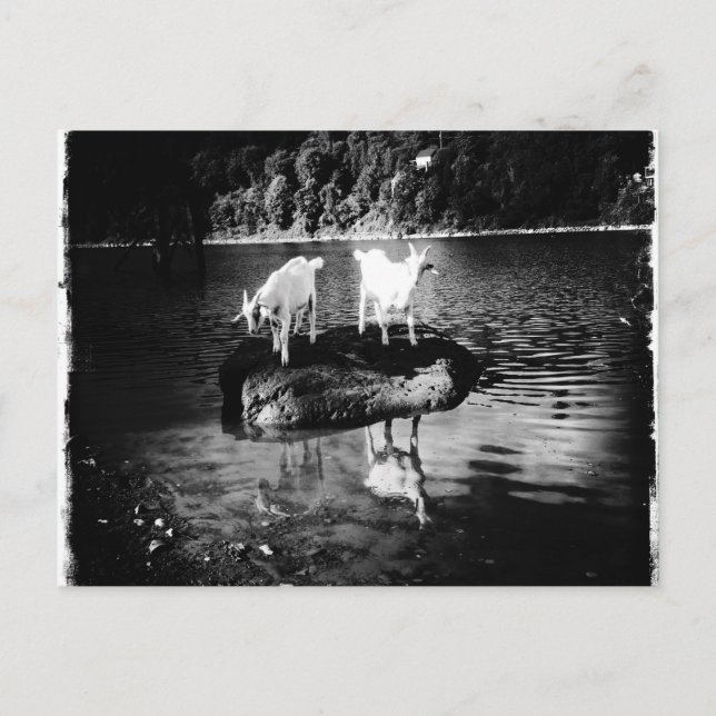 Carte postale Power chèvre (Devant)