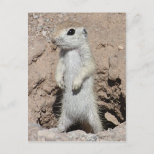 Carte postale Power Ranger Squirel