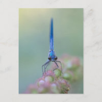 Prachtlibelle