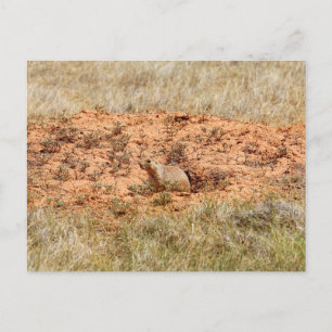 Carte Postale Prairie Dog, Devil's Tower National Monument, WY