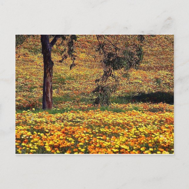 Carte Postale prairie florale (Devant)