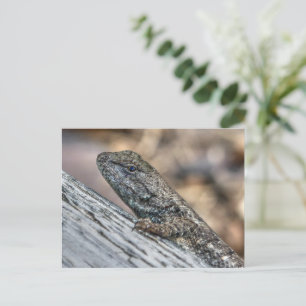 Carte Postale Prairie Lizard