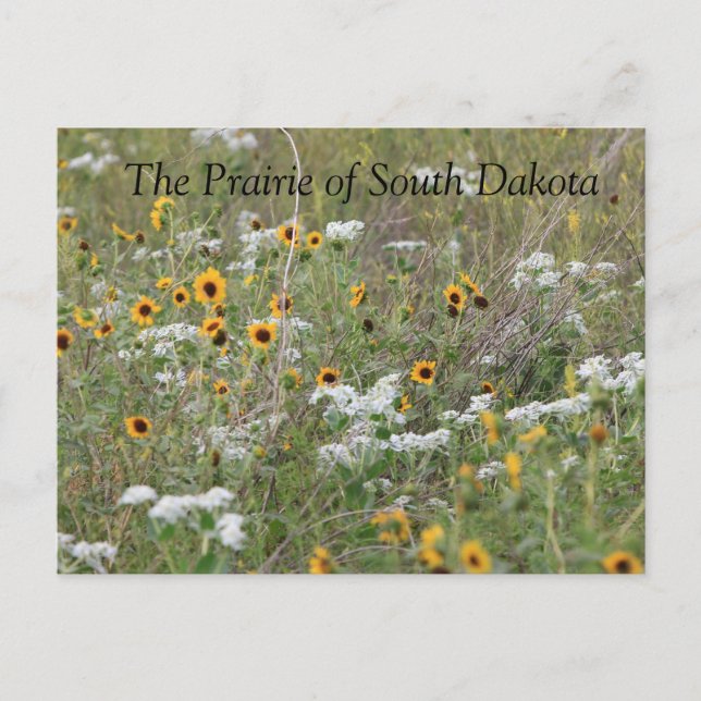 Carte postale Prairie of South Dakota (Devant)