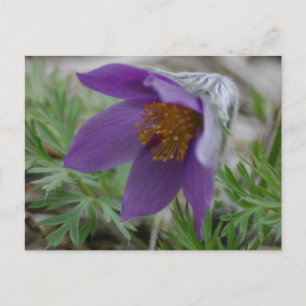 Carte Postale Prairie Pasque Nord Dakota du Sud