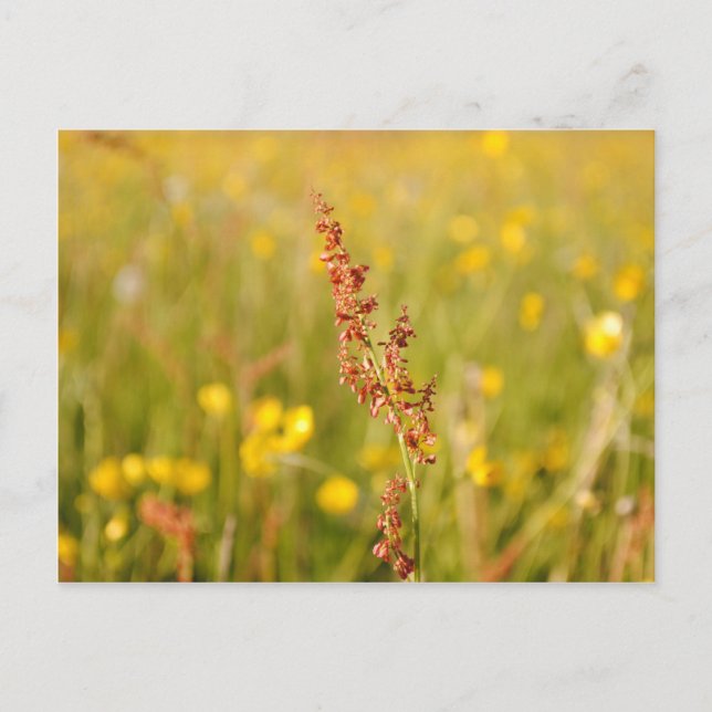 Carte Postale Prairies jaunes (Devant)