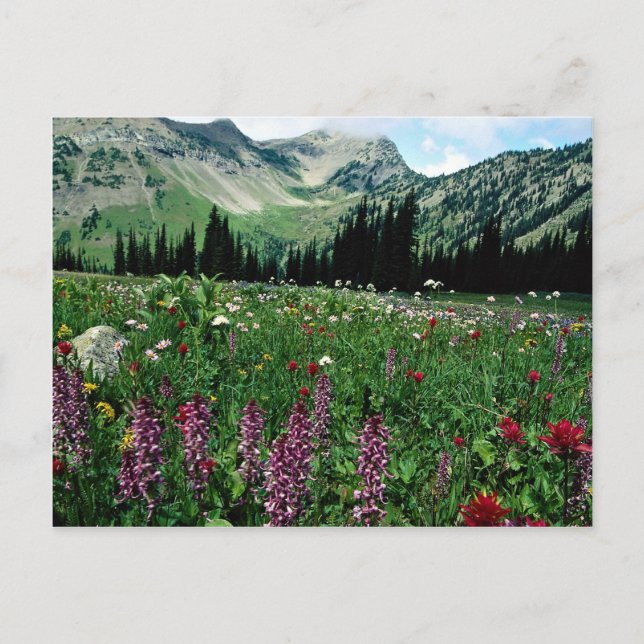Carte Postale Pré alpin dans le désert de Pasayten, Californie (Devant)