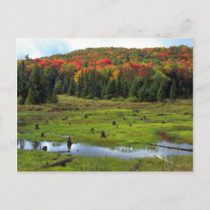 Carte Postale Pré-castor et forêt de feuillus, Québec, Canada