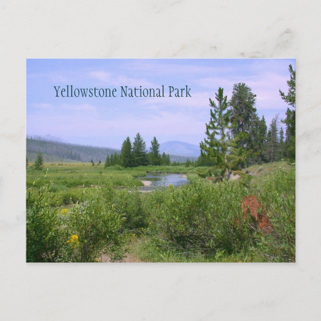 Carte Postale Pré d'été à Yellowstone (Devant)