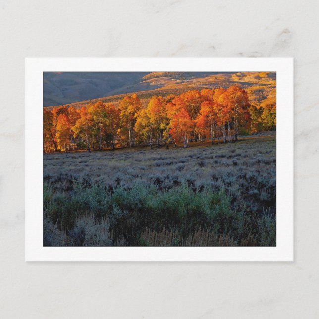 Carte Postale "pré d'été supérieur" (Devant)