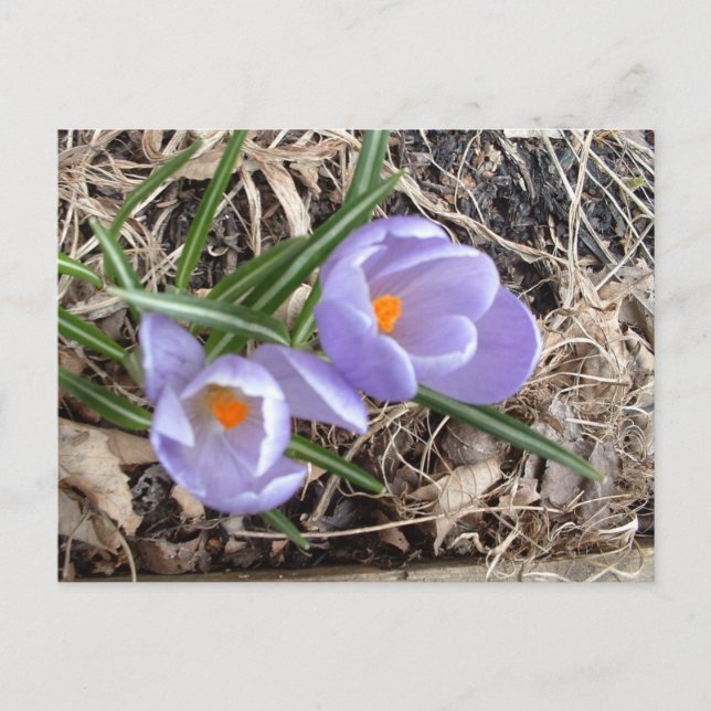 Carte Postale Premier Crocus ! -Carte postales (Devant)
