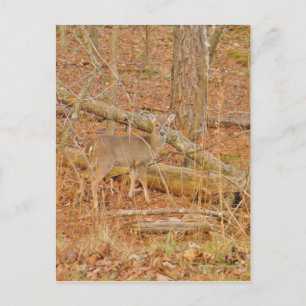 Carte Postale Premier hiver du Cerf de Bébé
