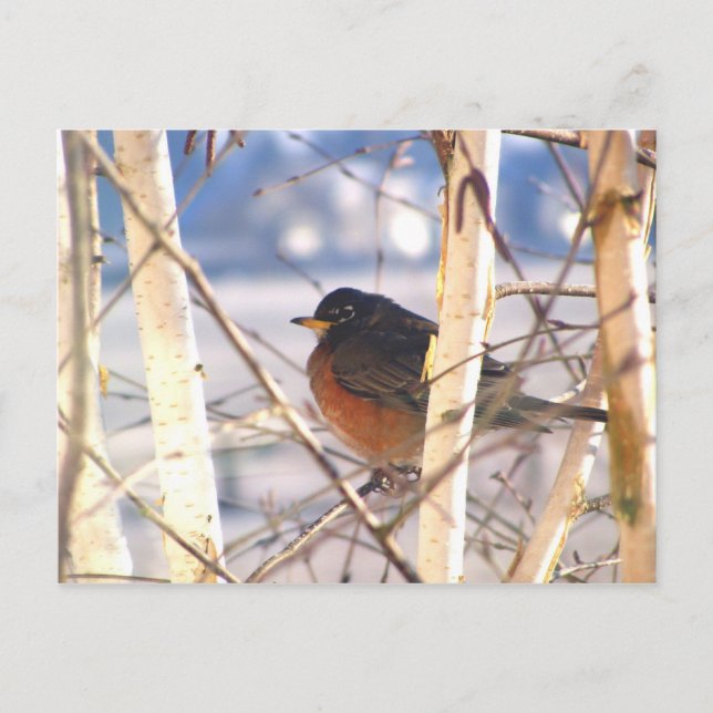 Carte Postale Premier oiseau (Devant)