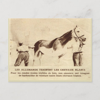 Carte Postale Première Guerre mondiale, chevaux blancs peints en